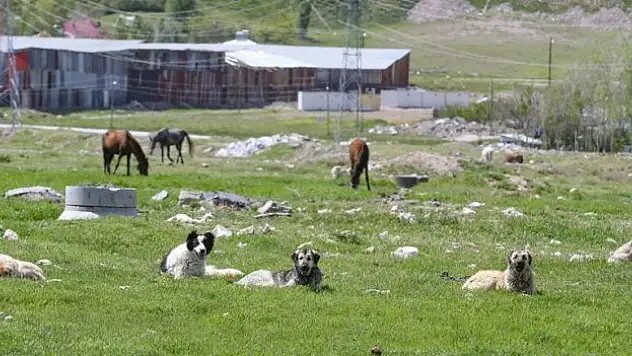 Sahipsiz hayvanlar iki yıl öncesine göre daha tehlikeli bulunuyor