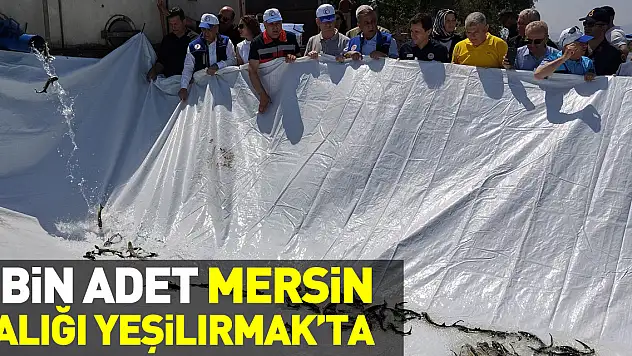 5 Bin Adet Mersin Balığı Yeşilırmak'ta