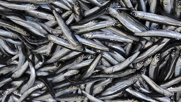 Türkiye denizlerinde son 10 yılda en fazla hamsi avlandı