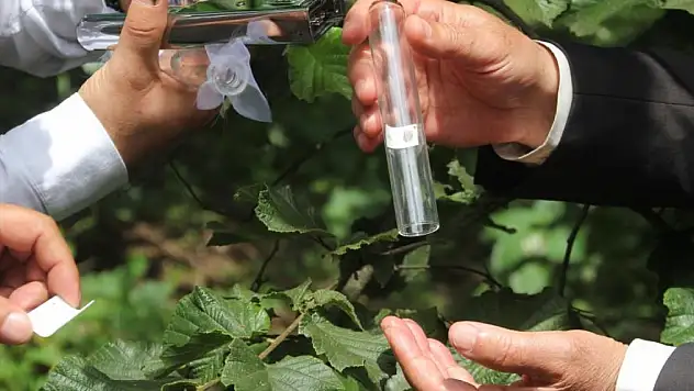 'Kahverengi kokarca ile mücadelede en etkin yol'