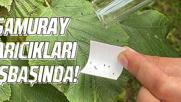 Samuray arıları işbaşında!