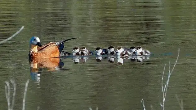 Angıtlar yavrularını Kars Barajı'nda büyütüyor