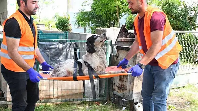 Yaralı köpeğe belediye sahip çıktı