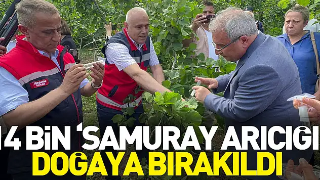 14 bin 'samuray arıcığı' doğaya bırakıldı