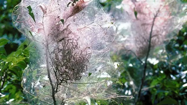 'Mücadelede kararlıyız'