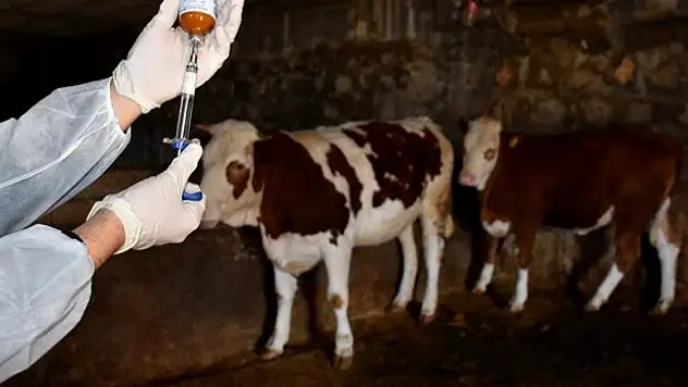 Şap hastalığında üçüncü doz aşıyla vaka sayısı geriledi