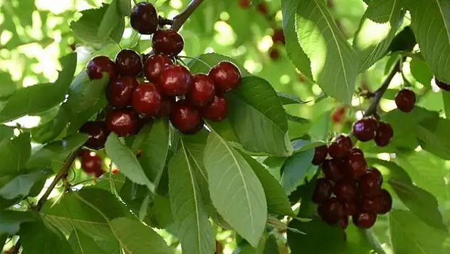 Tescilli 'dalbastı' kirazında hasat başladı