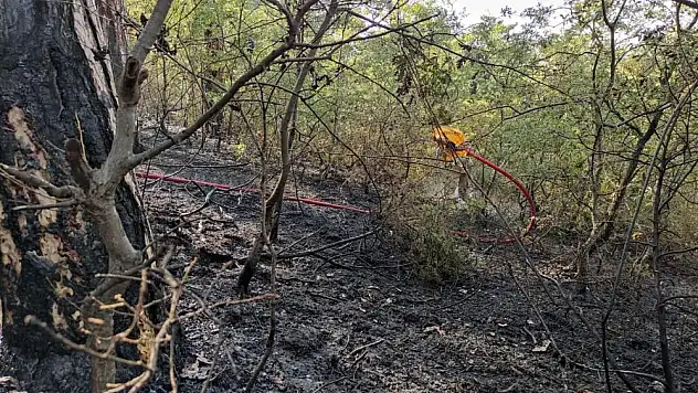 Samsun'da orman yangını