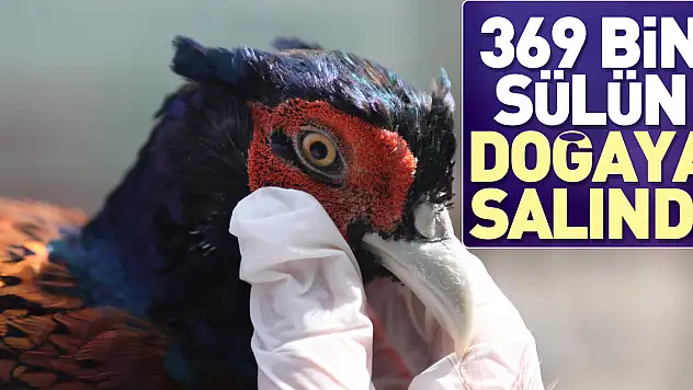 369 bin sülün doğaya salındı