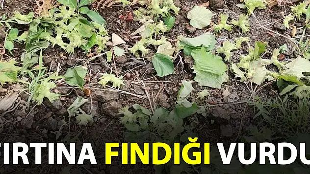 Fırtına fındığa zarar verdi