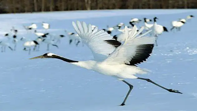 Nesli tükenme tehdidi altında olan turnalara sıkı takip