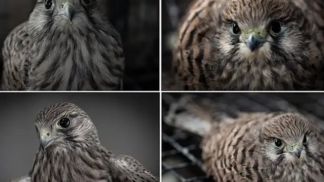 Kara yolunun kenarında bulunan kerkenezler koruma altına alındı