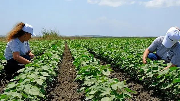 Pamuk, kıyafette kullanılacak