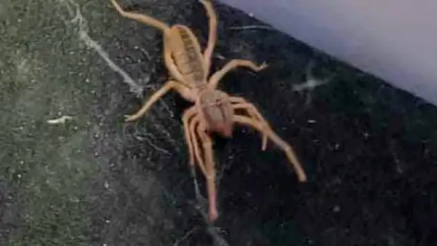 Sungurlu'da 'sarıkız' paniği