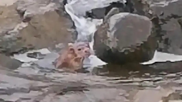 Karadeniz'de su samuru balık avlarken görüntülendi