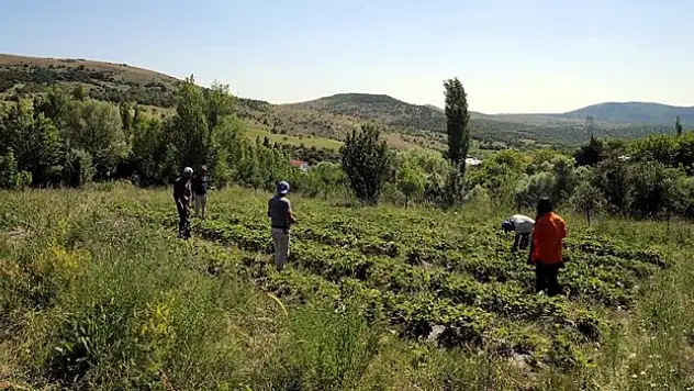 Talebe yetişmekte zorlanıyor