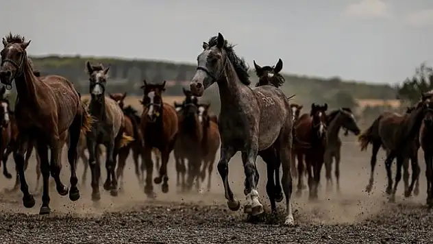Yarış camiasının beklediği tay satışları başlıyor
