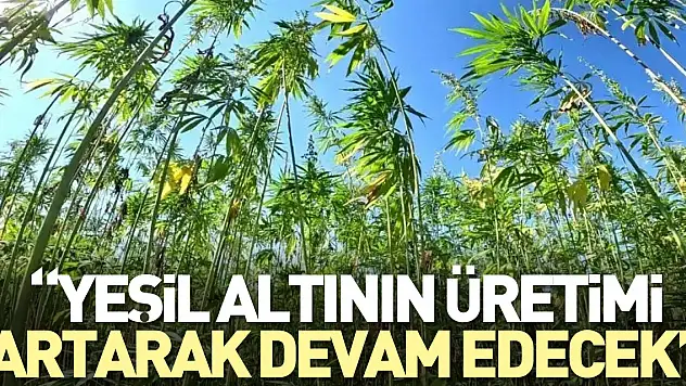 'Yeşil altının üretimi artarak devam edecek'