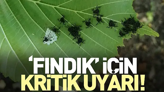 'Fındık' için kritik uyarı!