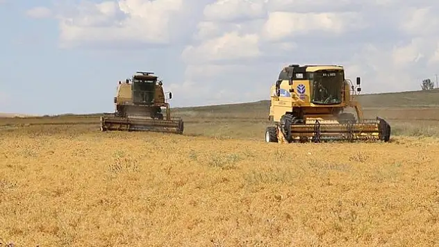 'Kara şimşek'in Yozgat'taki ekim alanı genişliyor