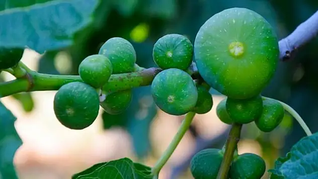 Manisa'da yediveren incirinin hasadı başladı