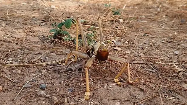 Batman'da etçil çekirge görüldü