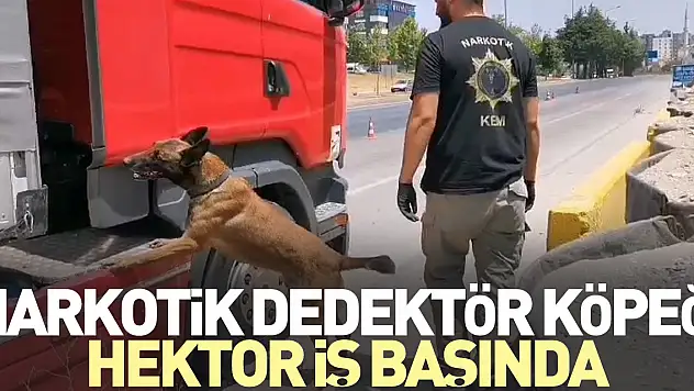 Narkotik dedektör köpeği Hektor iş başında