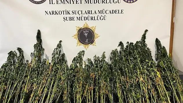 Tekkeköy'de kenevir araması yapıldı