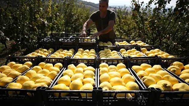 Tarımda aracılar üretici birlikleriyle aşılacak