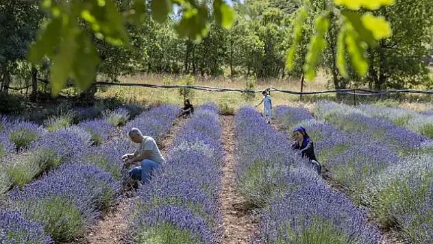 Arazilerini lavanta bahçesine dönüştürdü