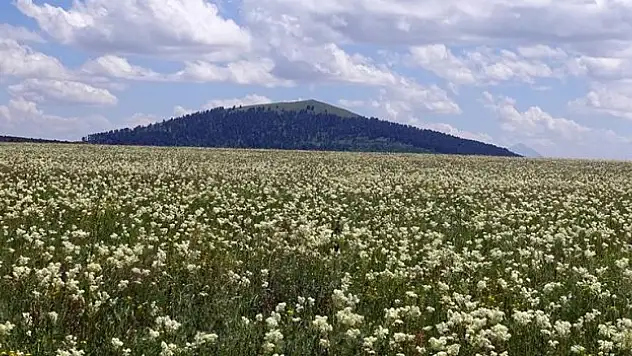 'kır melikesi' çiçeğiyle beyaza bürünüyor