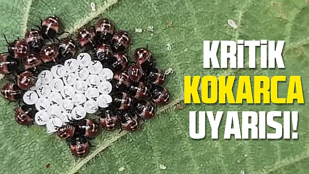 Kritik 'kahverengi kokarca' uyarısı!
