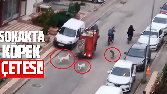 Sokakta köpek çetesi