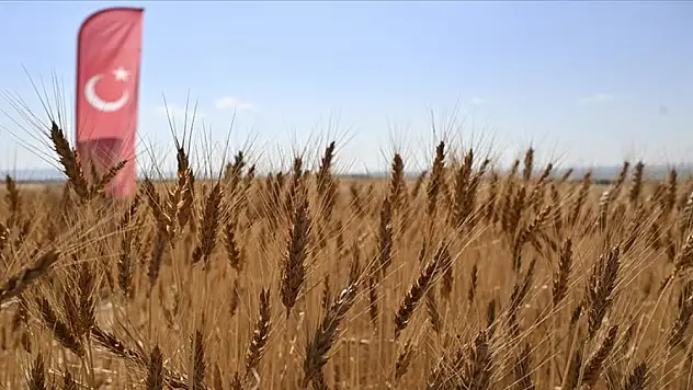 Bakan Yumaklı, yerli ve milli buğday çeşitlerinin hasadına katıldı