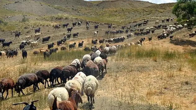 Göçerlerin yayla mesaisi sürüyor