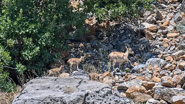 Yaban keçisi sayısı artıyor