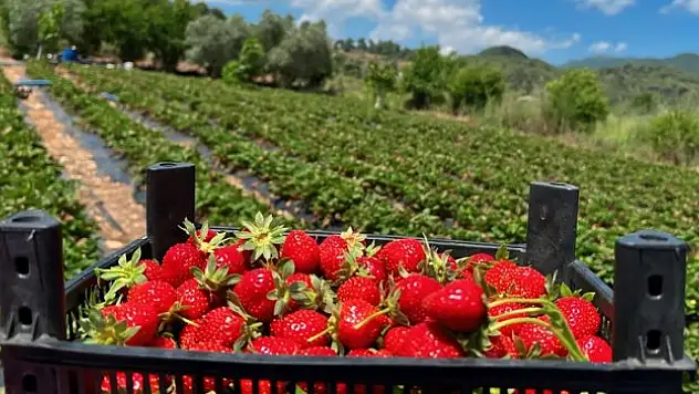 Hatay'da çilek hasadı devam ediyor