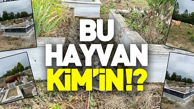 BU HAYVAN KİM'İN!?