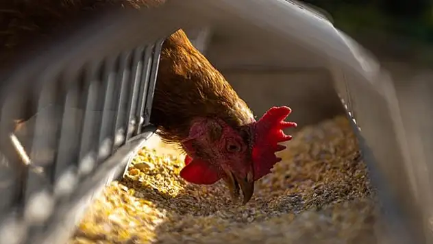 Tavuk eti üretimi yüzde 12,5, yıllık yüzde 3,2 arttı