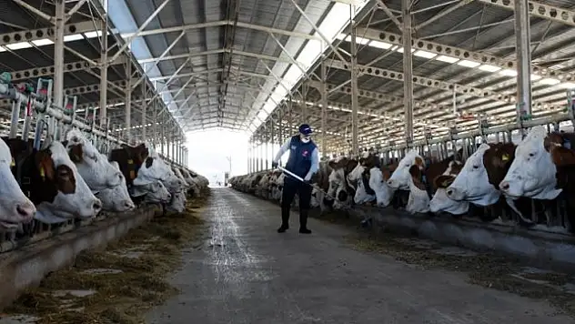 İnek sütü üretimi rekor düzeye ulaştı