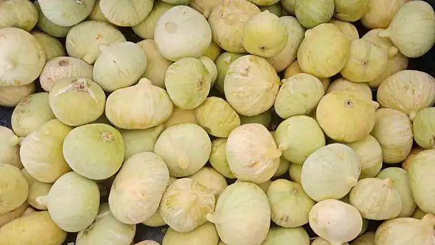 incir hasadı başladı