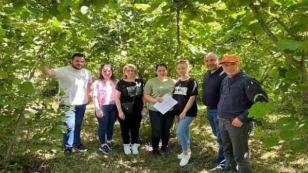 fındık rekolte çalışmaları tamamlandı