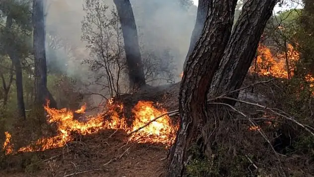 Bir günde 11 yıldırım yangını