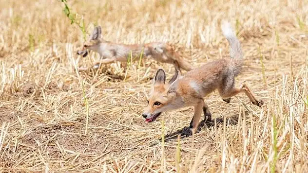 Kızıl tilki yavruları özel bakım sonrası doğaya salındı