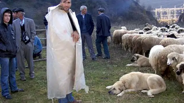 Ayvacıklı Yaylacıların Koyun Sevinci