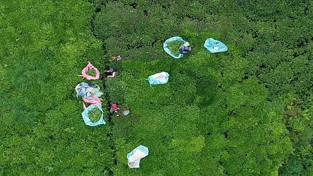 Türk çayı yılın ilk yarısında 112 ülkede alıcı buldu