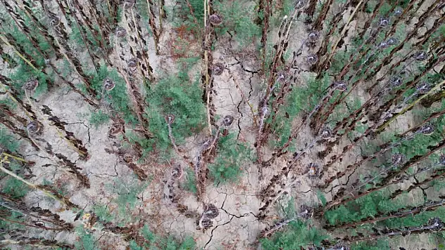 Sıcak hava ayçiçeğinde toprağı çatlattı, hasadı öne çekti