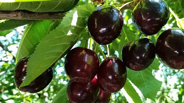 Bin 350 rakımda kiraz hasadı