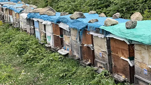 Dünyaca ünlü Anzer Balı'nın bu yıl kilogram satış fiyatı 4 bin TL oldu