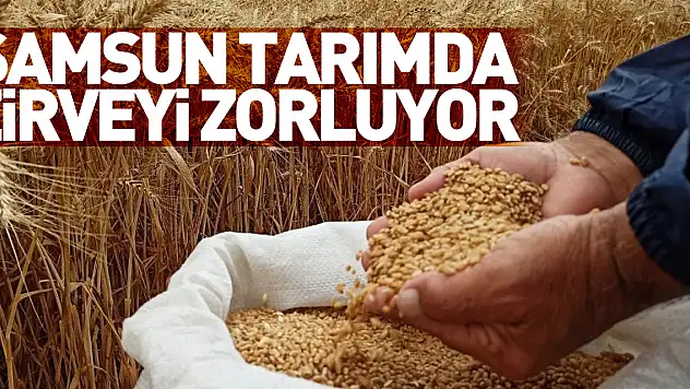 Samsun, tarımda zirveyi zorluyor